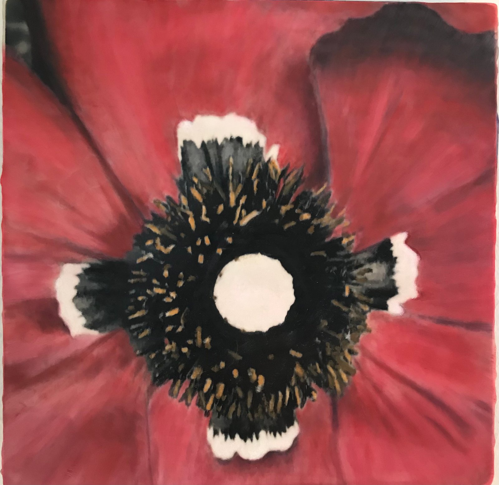 The Passion Poppy