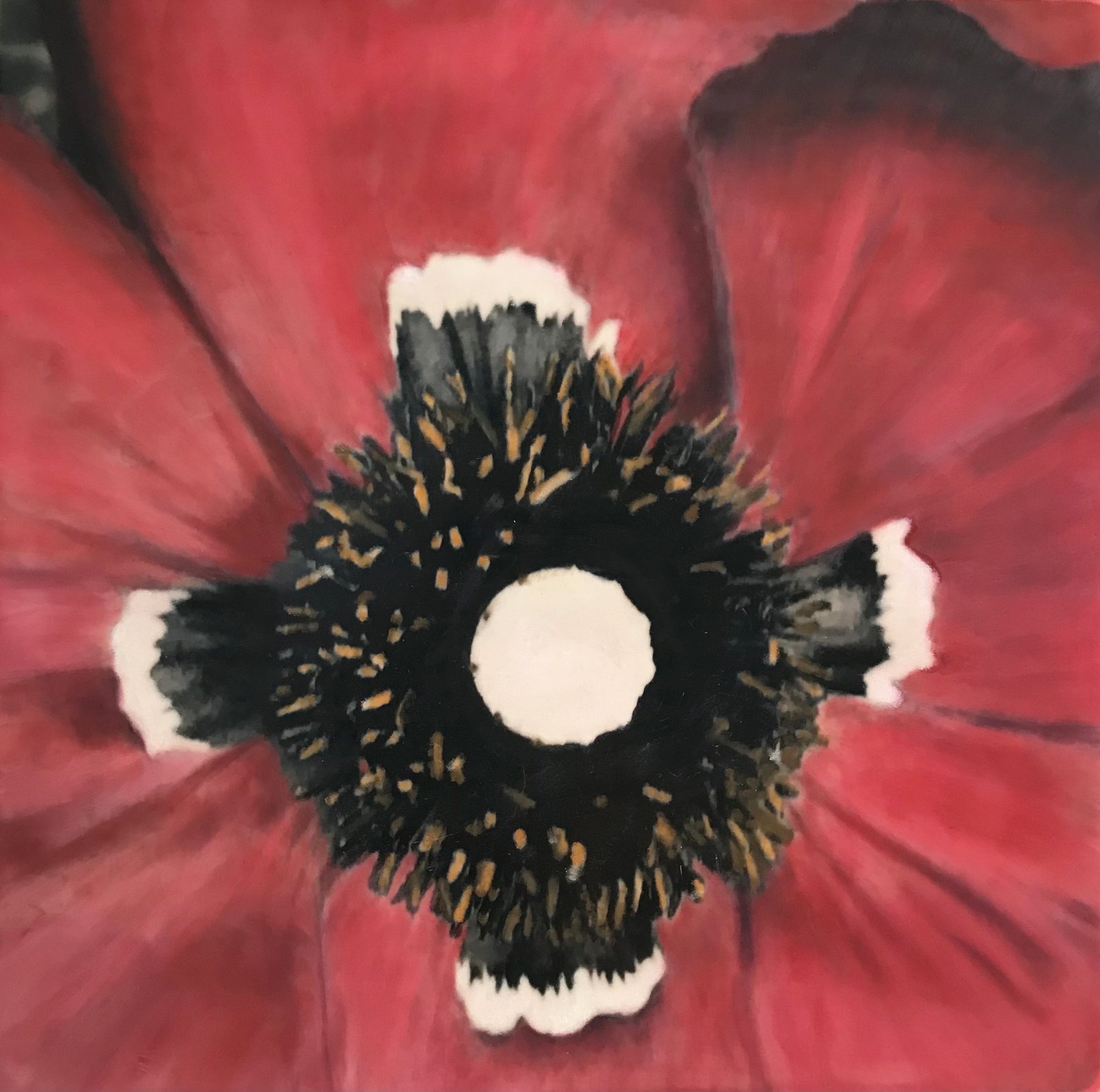 The Passion Poppy
